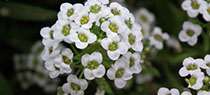 Alyssum