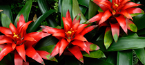 Bromeliads