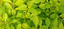 Golden Duranta