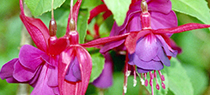 Fuchsias