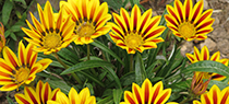 Gazanias