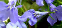 Lobelia