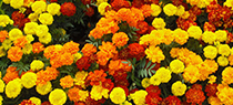 Marigolds