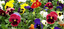 Pansies