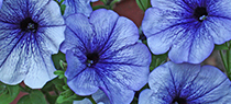 Petunias