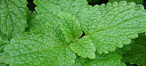 Lemon Balm