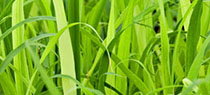 Lemon grass