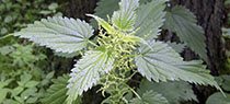 Nettle