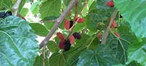 Mulberries