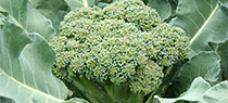 Broccoli