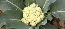 Cauliflower